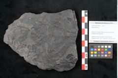 Foto (Objekt + Etikett) von Neuropteris sp.  (NHMW-GEO-2024-0188-10681)